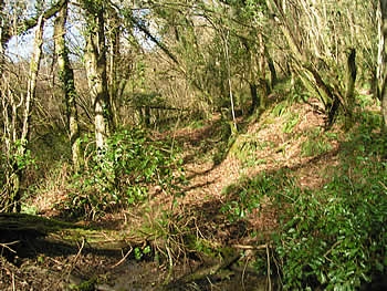 Photo Gallery Image - Woodland walks in St Pinnock Parish