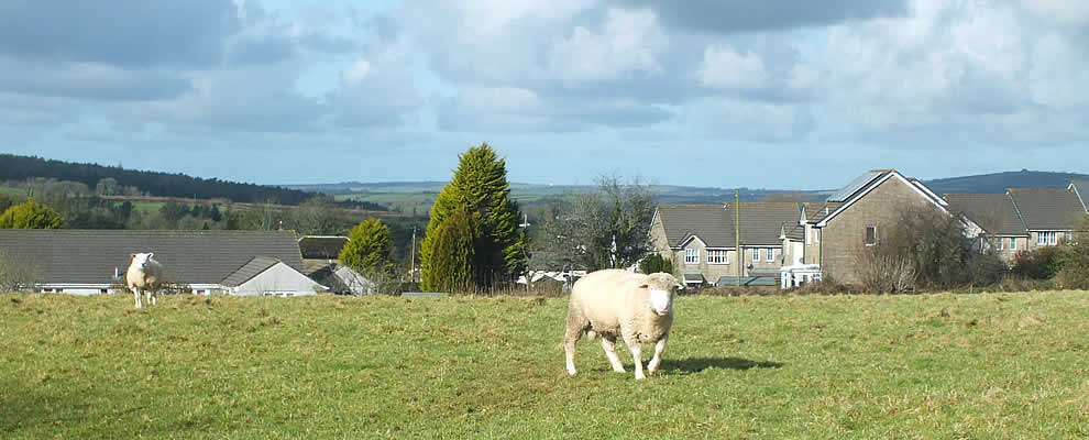 Sheep grazing on the outskirts of East Taphouse