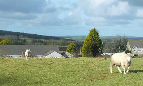 Sheep grazing in the fields at East Taphouse